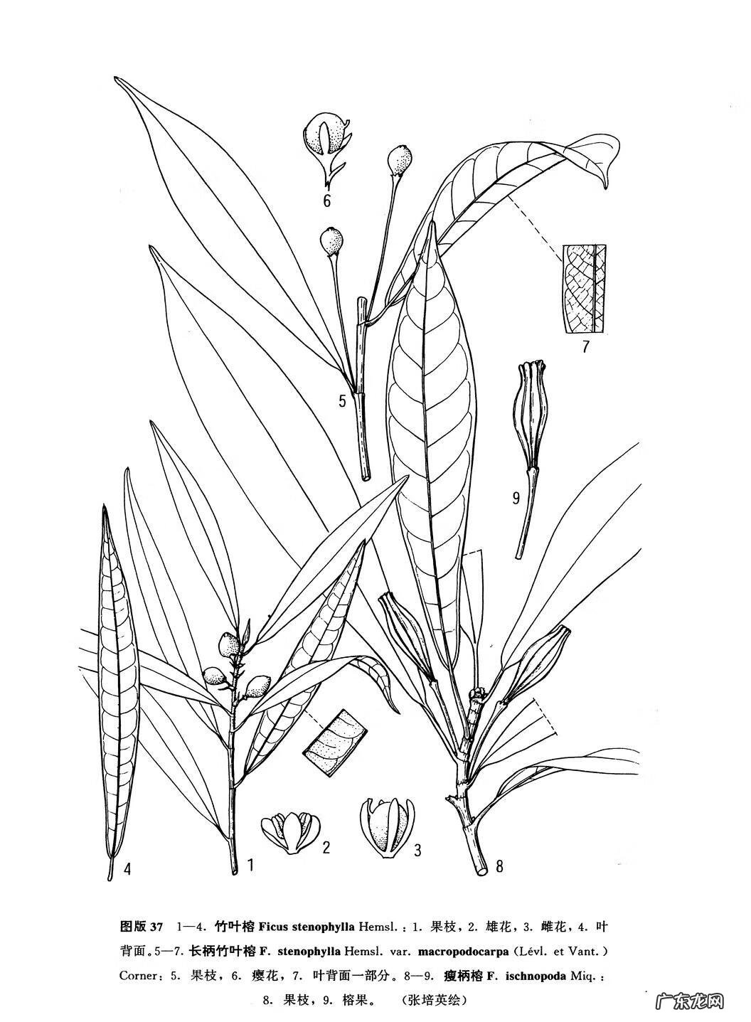 牛奶树有几种 牛奶树根的用途