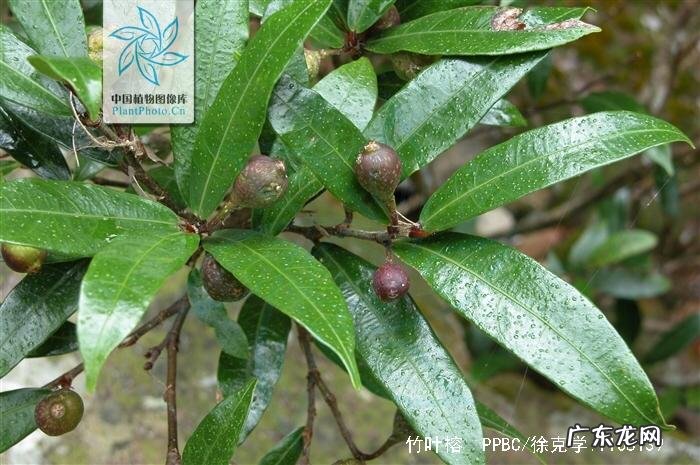 牛奶树有几种 牛奶树根的用途