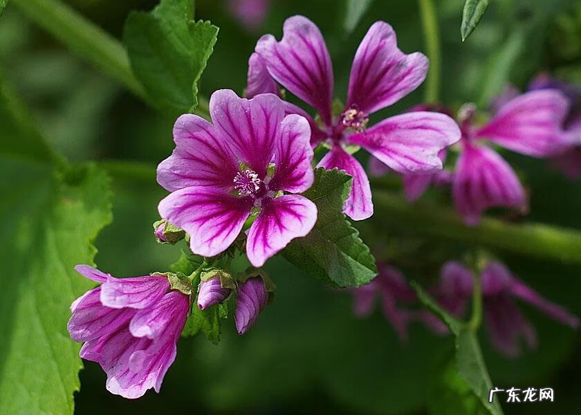 茱萸是一种什么 茱萸怎么读什么意思