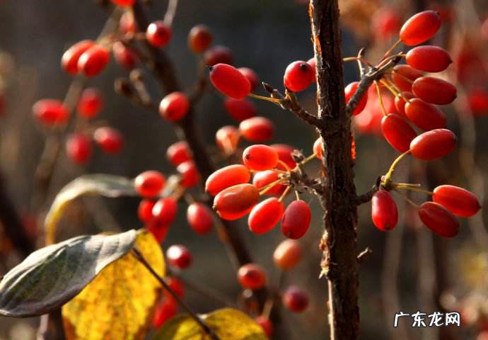 茱萸是一种什么 茱萸怎么读什么意思