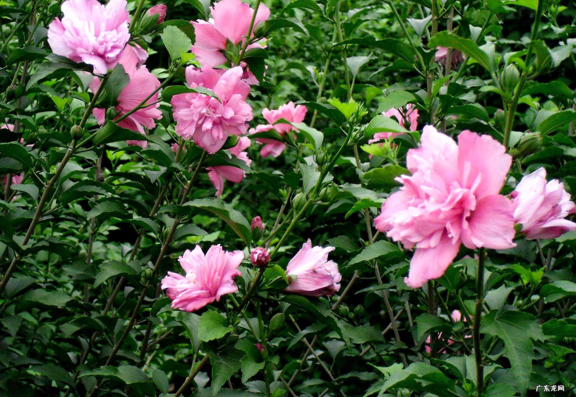 茱萸是一种什么 茱萸怎么读什么意思