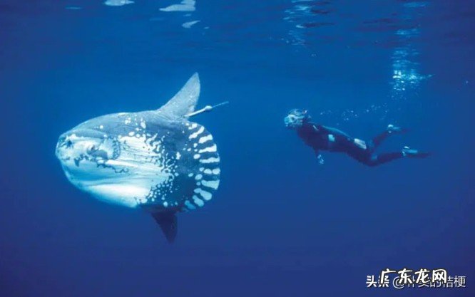 世界上最大的动物是什么?带你盘点最大的13种动物