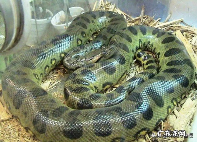 世界上最大的动物是什么?带你盘点最大的13种动物