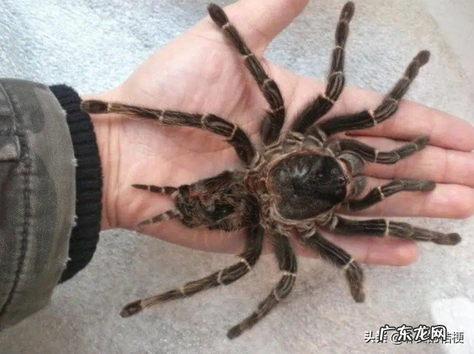 世界上最大的动物是什么?带你盘点最大的13种动物