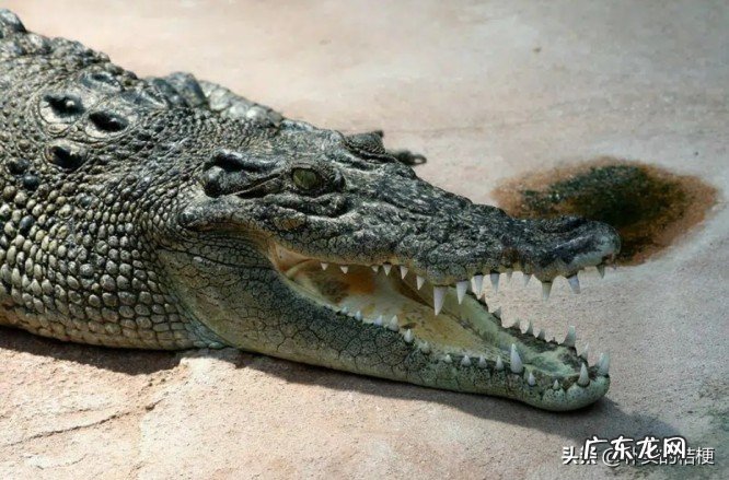 世界上最大的动物是什么?带你盘点最大的13种动物