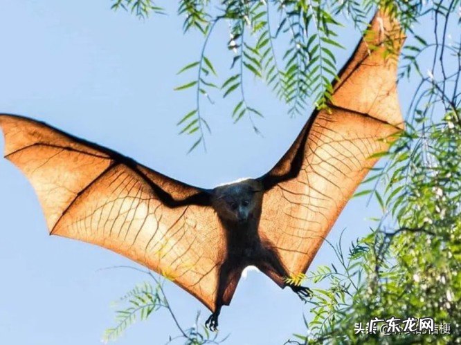 世界上最大的动物是什么?带你盘点最大的13种动物