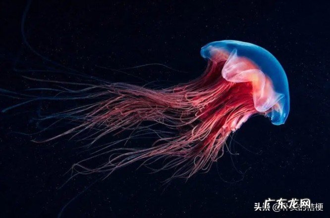 世界上最大的动物是什么?带你盘点最大的13种动物