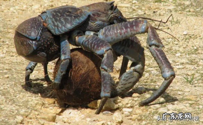 世界上最大的动物是什么?带你盘点最大的13种动物