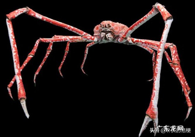 世界上最大的动物是什么?带你盘点最大的13种动物