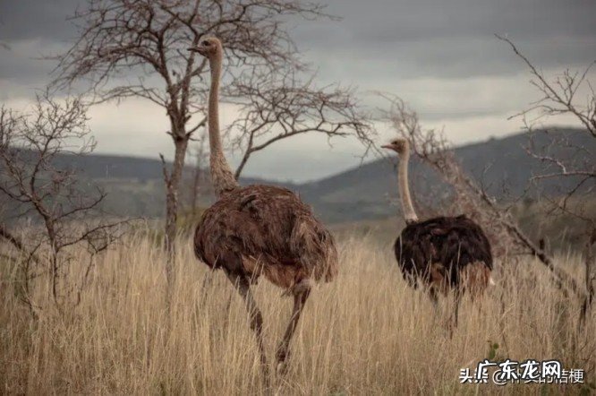 世界上最大的动物是什么?带你盘点最大的13种动物