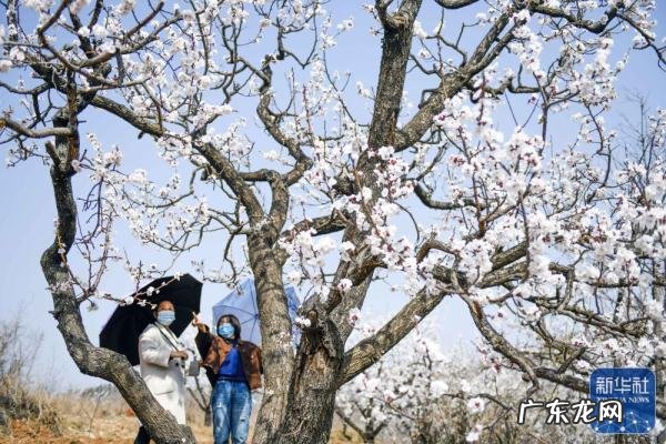 上坟和踏青有什么区别 清明节为什么要踏青呢