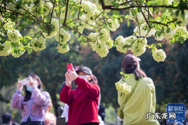 上坟和踏青有什么区别 清明节为什么要踏青呢