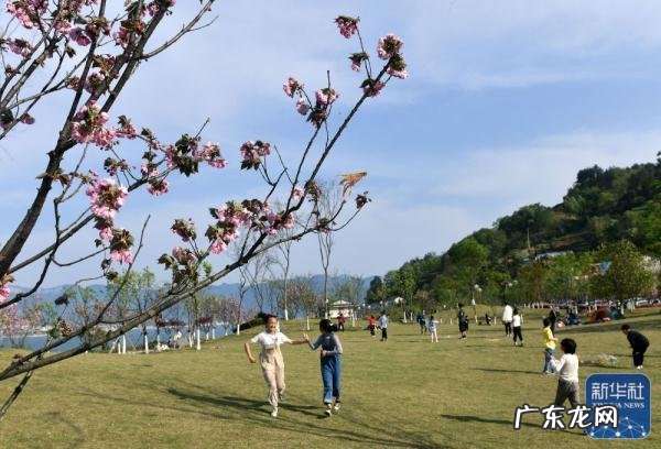 上坟和踏青有什么区别 清明节为什么要踏青呢