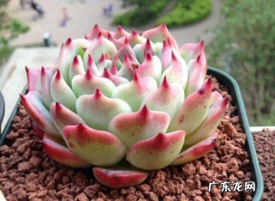 盘点长相蠢萌颜值爆表的多肉植物 最美的多肉植物排名前十