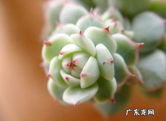 盘点长相蠢萌颜值爆表的多肉植物 最美的多肉植物排名前十