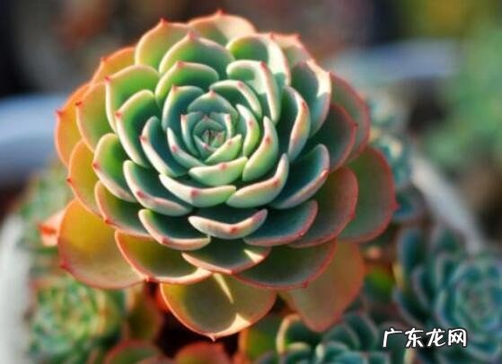 盘点长相蠢萌颜值爆表的多肉植物 最美的多肉植物排名前十