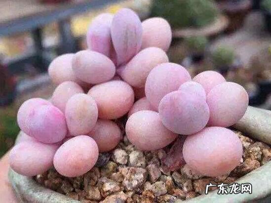 盘点长相蠢萌颜值爆表的多肉植物 最美的多肉植物排名前十