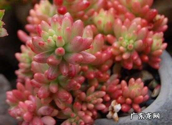 盘点长相蠢萌颜值爆表的多肉植物 最美的多肉植物排名前十