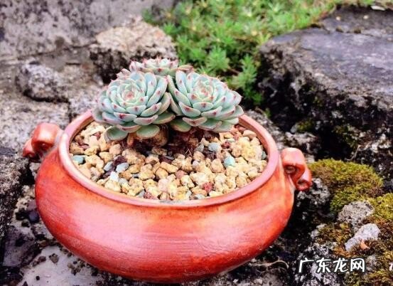 盘点长相蠢萌颜值爆表的多肉植物 最美的多肉植物排名前十