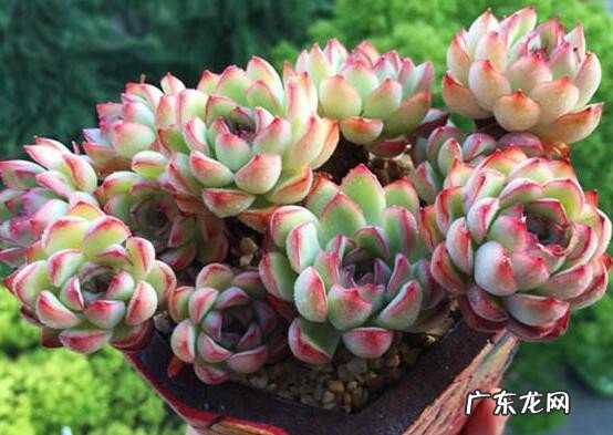 盘点长相蠢萌颜值爆表的多肉植物 最美的多肉植物排名前十