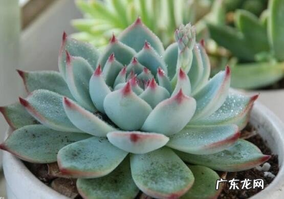 盘点长相蠢萌颜值爆表的多肉植物 最美的多肉植物排名前十