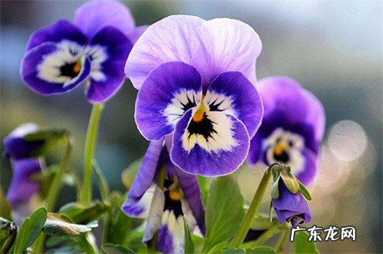 炎热夏天开放的花有哪些？带你了解十种夏季开放的花卉