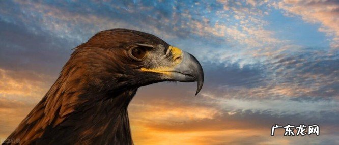 世界上速度最快的动物是什么?速度最快的动物前十名一览