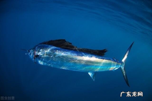 世界上速度最快的动物是什么?速度最快的动物前十名一览