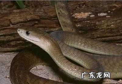 世界上毒性最强的生物是什么?全球十大毒性最强动物排行榜