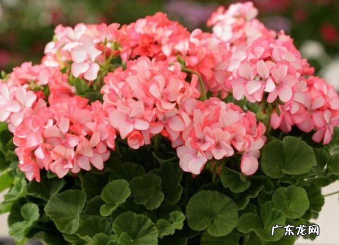 9种花开花植物促花尽量不能使用 什么植物不能用磷酸二氢钾