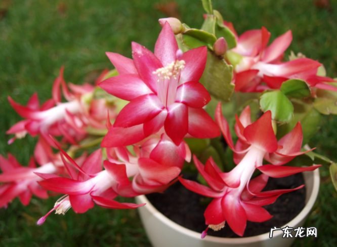 9种花开花植物促花尽量不能使用 什么植物不能用磷酸二氢钾