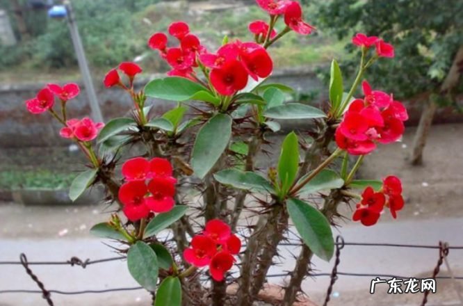 9种花开花植物促花尽量不能使用 什么植物不能用磷酸二氢钾