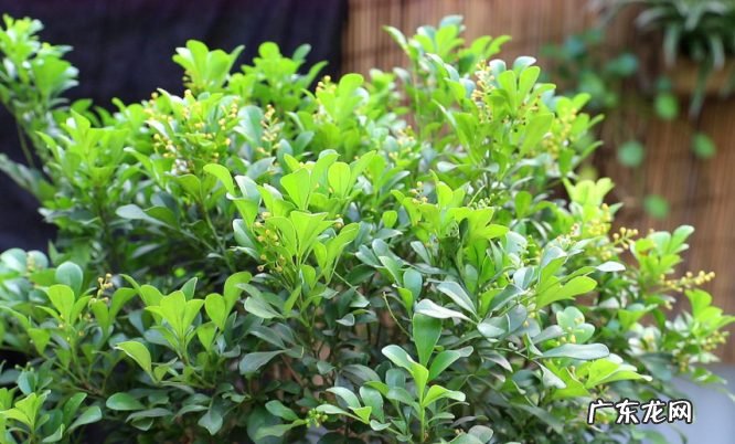 9种花开花植物促花尽量不能使用 什么植物不能用磷酸二氢钾