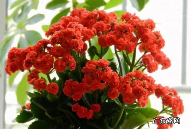 9种花开花植物促花尽量不能使用 什么植物不能用磷酸二氢钾