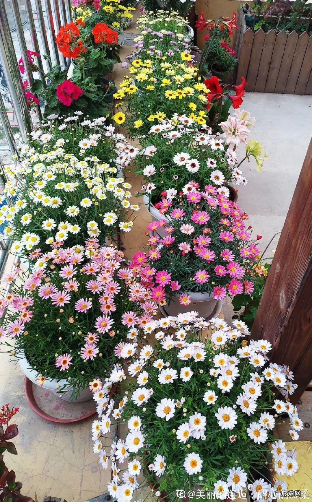 春天开的花有哪些 名称