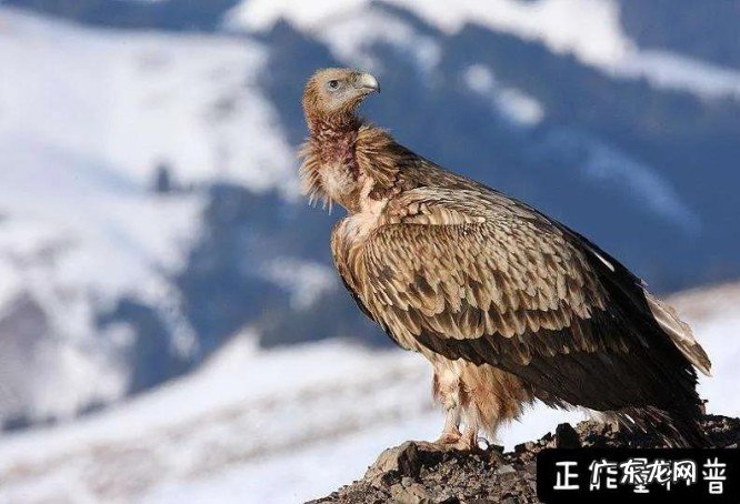 第一名连飞机都无法到达的高度 世界上飞的最高的鸟类排行榜