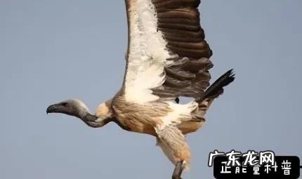 第一名连飞机都无法到达的高度 世界上飞的最高的鸟类排行榜