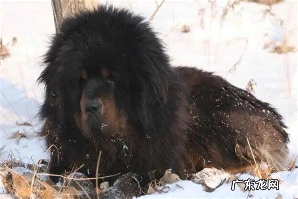 一只藏獒多少钱？很普通的藏獒价格大概在五千到一万之间