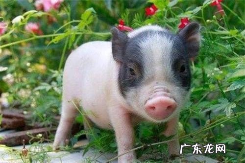 全球十大最受欢迎的宠物排名 目前你最喜欢什么宠物呢