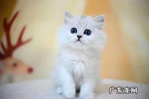 全球十大最受欢迎的宠物排名 目前你最喜欢什么宠物呢