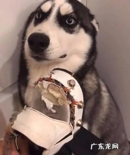 养哈士奇经常打骂的6个后果与禁忌 为什么不能打哈士奇呢