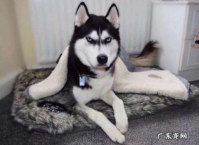 养哈士奇经常打骂的6个后果与禁忌 为什么不能打哈士奇呢