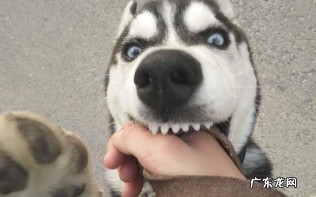 养哈士奇经常打骂的6个后果与禁忌 为什么不能打哈士奇呢