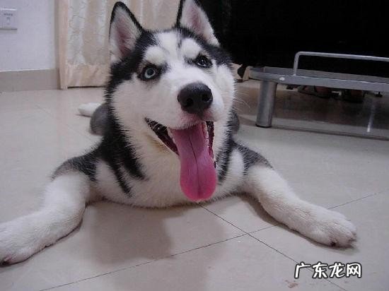 养哈士奇经常打骂的6个后果与禁忌 为什么不能打哈士奇呢