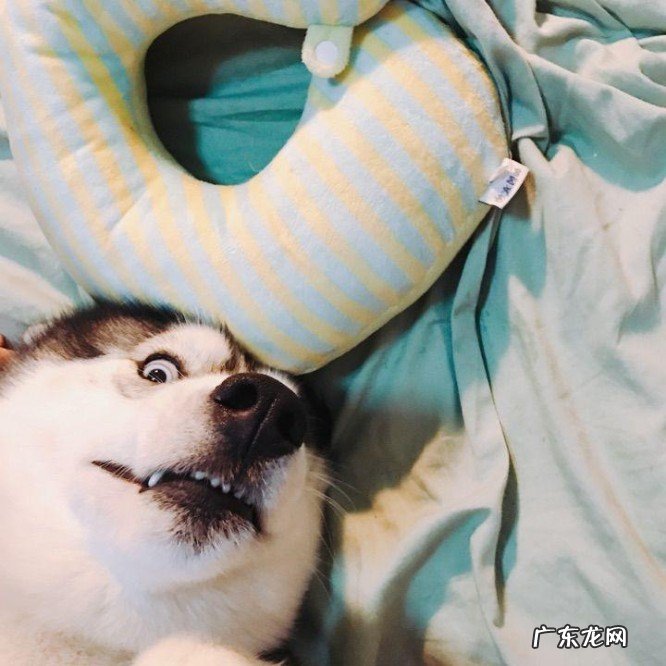 养哈士奇经常打骂的6个后果与禁忌 为什么不能打哈士奇呢