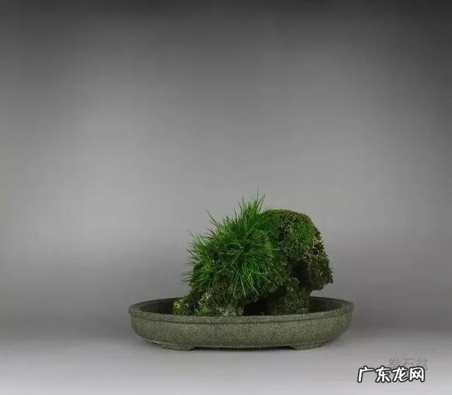 菖蒲放在什么位置风水 风水中的菖蒲是哪种的