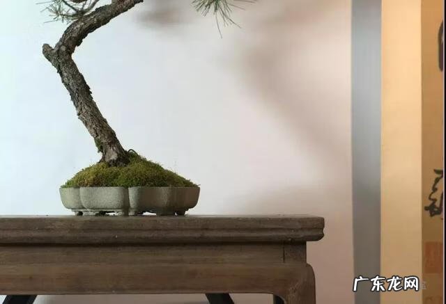 菖蒲放在什么位置风水 风水中的菖蒲是哪种的