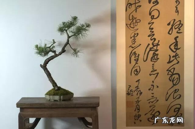 菖蒲放在什么位置风水 风水中的菖蒲是哪种的