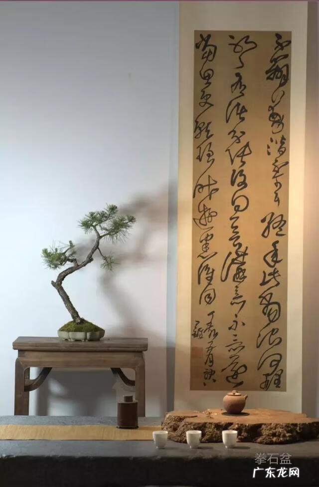 菖蒲放在什么位置风水 风水中的菖蒲是哪种的