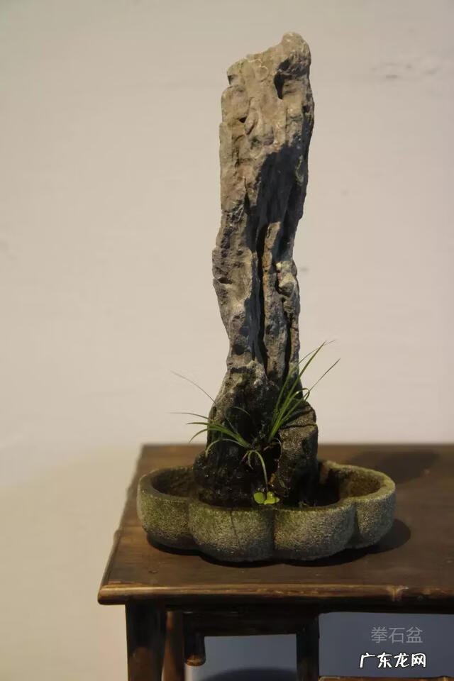 菖蒲放在什么位置风水 风水中的菖蒲是哪种的